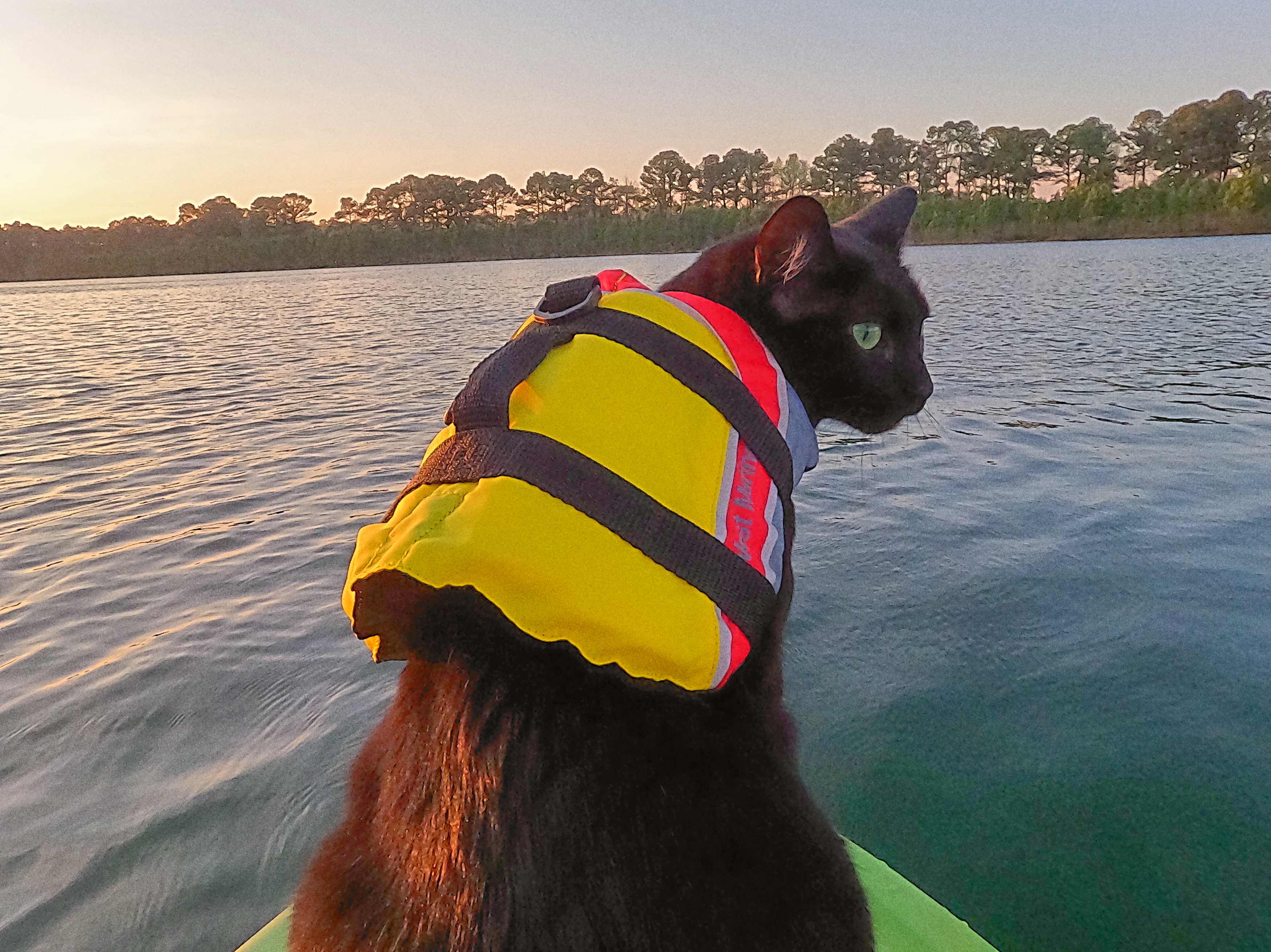 Leo the cat from the Purrfect Paddle crew