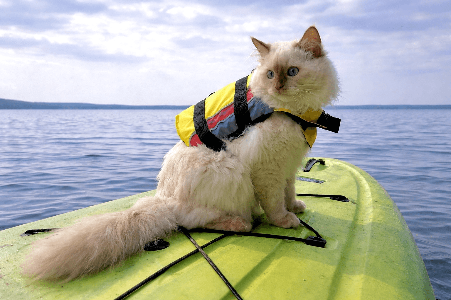 Lylla the cat from the Purrfect Paddle crew